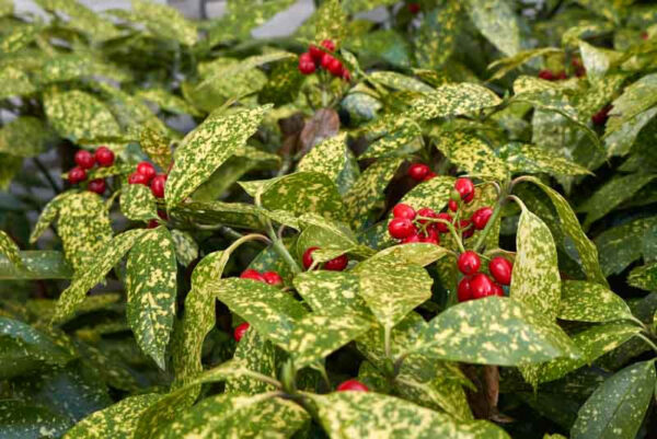 Viburnum Davidii 3G